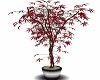 Steel Potted Red Acer