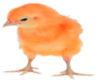 orange chick
