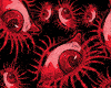 All Seeing Set *Rodent*