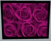 Pink Rose *W*