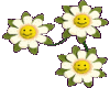 smiley daisys right