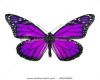 Purple Butterflies Anim
