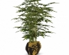 Bamboo plant in vase