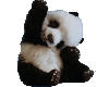 Cute Baby Panda 1