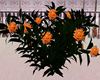 orange rose bush