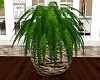 Country Porch Fern