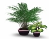 {LS} Heart Plant P