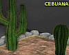 Cactus Decor