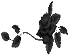 ~a black rose~