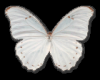 Flying Butterflies White