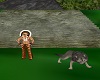 Gray Mountain Wolf
