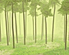 Forest  | Photoroom