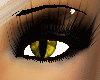 Yellow mutant eyes