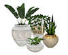 Houseplants 4 Pot Group