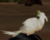 White Small Parrot F