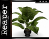 [RD]Deco Plant 1