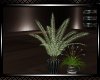**Emeralds Plant 2