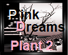 Pink Dreams Plant 2