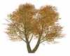 Autumn Trees