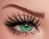 Hadid Rooibos Brows