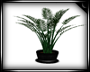 * Black Potted Plant