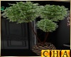 Cha`Executive Ficus Tree