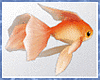 Kawaii Goldfish