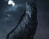 CB♥  Black Wolf Pic
