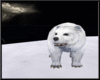 FroZen Polar Bear