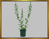 Potted Plant Derive