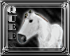 Small white horse