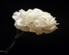 white wedding carnation