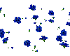 Blue Roses