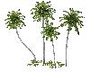 [JD]Palm Trees 1