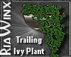 Wx:MC Trailing Ivy Plant