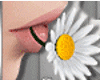 Daisy in Mouth F (R)