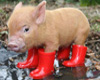Pig in boots