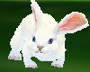 white bunny animated