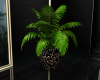 SN  Tropical palm plant