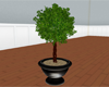 (IKY2) TOPIARY G/BLACK/P