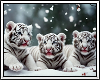 ❄ White Tiger Cubs BG