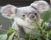Kaj's  Kiki Koala Bear