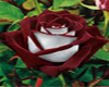 Love rose