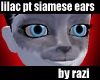 Lilac Point Siamese Ears