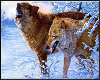 wolf secret snow paper