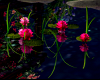 Pink Waterlillys