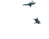 ANIMATED DOLPHINS