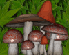 2 Mushroom enhancers