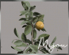 M. Lemon Plant