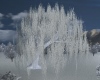 Snowy Willow Tree